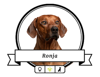 Rhodesian Ridgeback Ronja Rhodesian Ridgeback Ronja